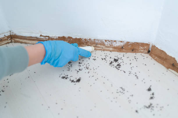Best Rat Extermination Near Me  in Saranap, CA
